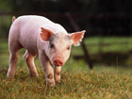 Бизнес-план (ТЭО) кредита для развития свиноводства, животноводства в крестьянском фермерском хозяйстве