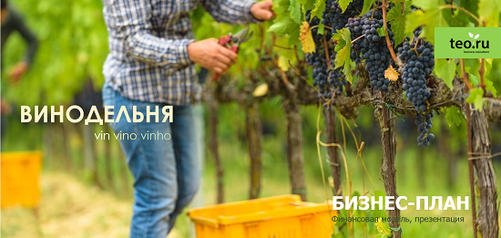 Винодельня. Бизнес план развития виноградарства и виноделия. Российские апелласьоны получат государствеенную поддержку. Разработка технико-экономического обоснования (ТЭО)  винодельни 